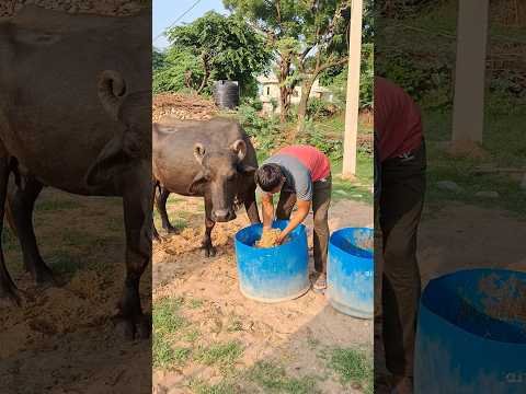 desi balek gama ke #video #virel #shortvideo #desi #ytshorts