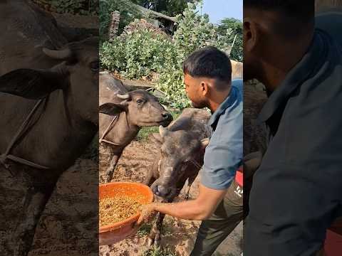 desi balek gama ke #video #virel #shortvideo #desi #ytshorts