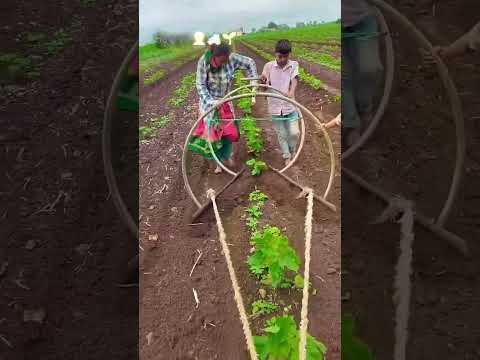 Amazing Desi Jugaad by Farming #Desi #Jugaad #Jugad #Farming #Kheti #Khetibadi #Agriculture #Tractor