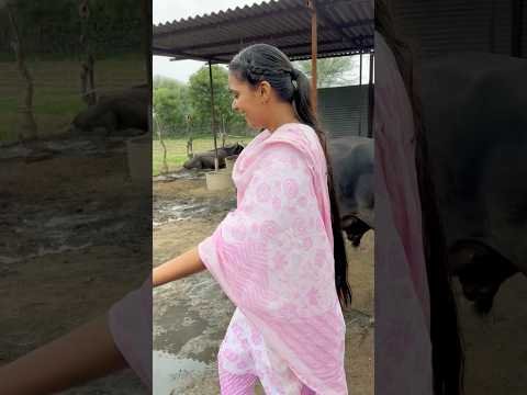 शैतान बच्चा कितना परेशान करता है 😂😂😂 #youtubeshorts #shorts #desi #trending #haryanvi #yt #cow