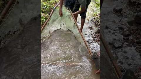 ऐसा मछली पहली बार देखनों को मिला #desi machli#River