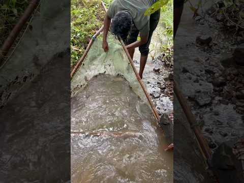 ऐसा मछली पहली बार देखनों को मिला #desi machli#River