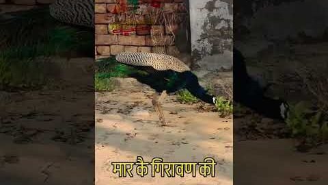 काम सै इंसाफी बाबा #desiragni #hitragni #viral #subscribe #ragni #desi #suport # #trending #follow