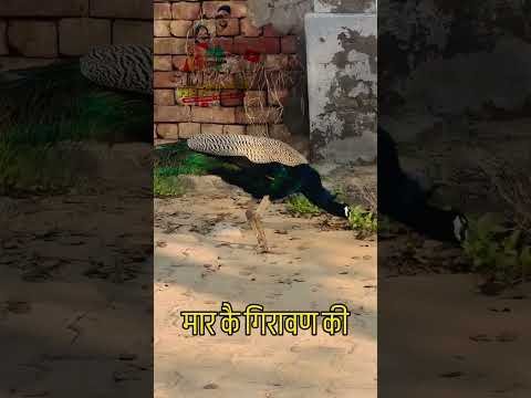 काम सै इंसाफी बाबा #desiragni #hitragni #viral #subscribe #ragni #desi #suport # #trending #follow