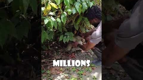 Viral Video Warning: Helping a Sloth Can Be Harmful!๐ซ๐ฆฅ
