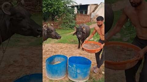 desi balek gama ke #video #virel #shortvideo #desi #ytshorts #reels #youtubeshorts