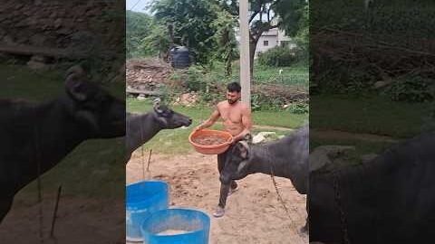 desi balek gama ke #video #virel #shortvideo #desi #ytshorts #reels