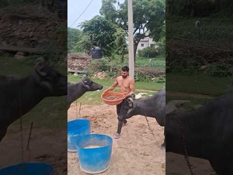 desi balek gama ke #video #virel #shortvideo #desi #ytshorts #reels