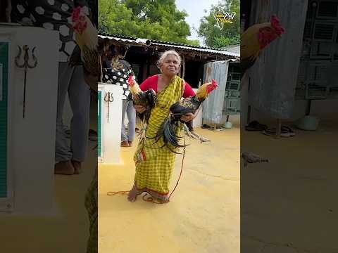 Tamil Grandma Ka Biggest Desi Murga Curry Recipe #erode #desimurga #tamilnadu #chicken #shorts