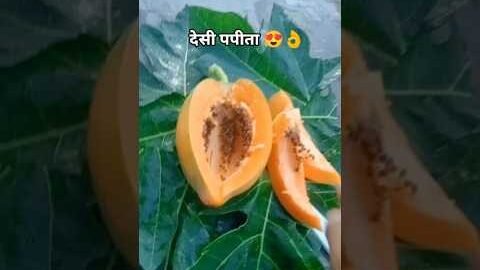 देसी पपीता 😍👌 #desi #life #rajasthani #village #facts #shorts