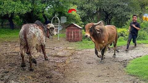 Desi Bull Farm Me Ghus Gaya🐂🤯Bheem Bull Reaction😰