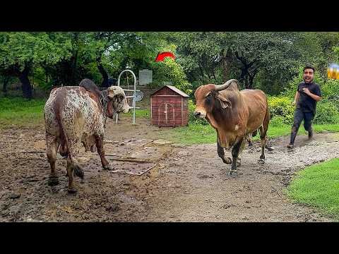 Desi Bull Farm Me Ghus Gaya🐂🤯Bheem Bull Reaction😰