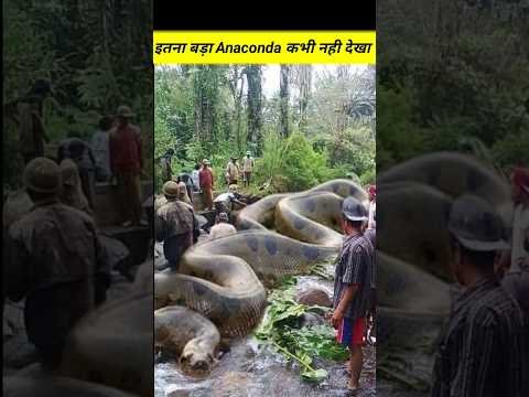 इतना बड़ा ANACONDA सांप अपने कभी नहीं देखा😲 #facts #viral #factsinhindi #shorts #ytshorts