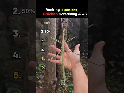 Ranking Funniest Chicken Screaming🤣 Part 15