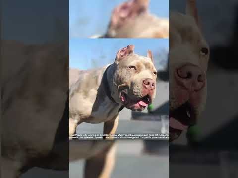 3 Reasons Why You Shouldn’t Get an XL Bully