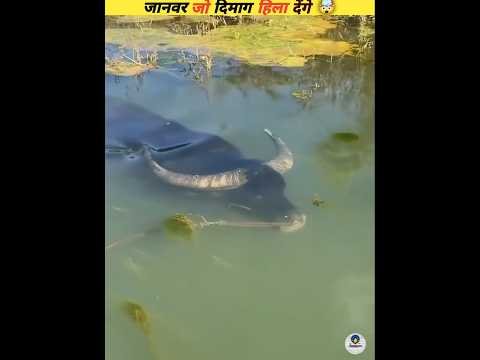 New viral video that will blow your mind #viral