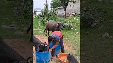 desi balek gama ke #video #virel #shortvideo #desi #ytshorts