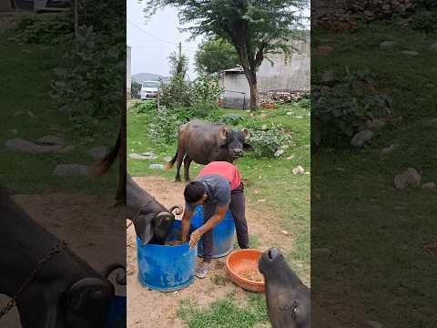 desi balek gama ke #video #virel #shortvideo #desi #ytshorts