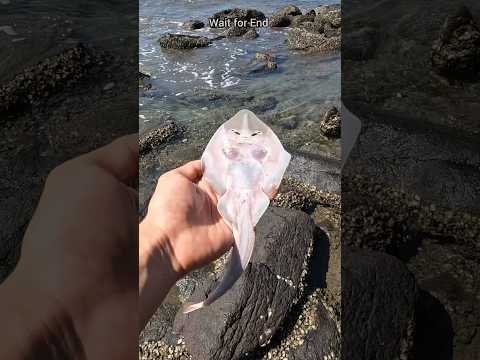A happy ending – Watch the inspiring rescue of these stingray fish 🐡 #shorts