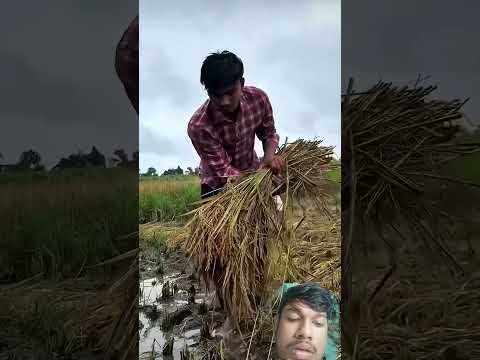 Sad Song….. #sadshort || #harshpushptode #kishan #bapukisanhai #desi #village