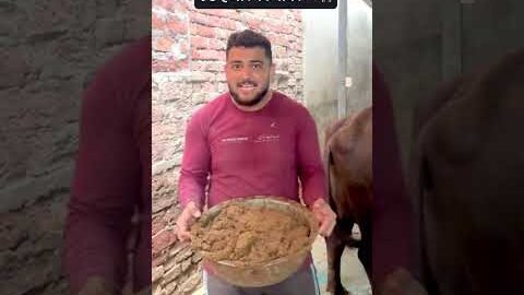 Desi Chora 💪🏻🐃🐄