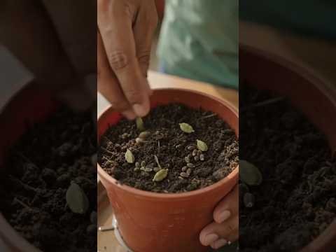 इलायची का पौधा घर पे कैसे उगाये #facts #farming # #viral #desi #viralposts #shorts