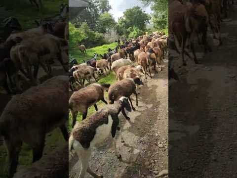 😍 असं गावाकडचं आयुष्य हवंय! 🌿 #shorts #viral #trending #shortvideo #youtubeshorts  #reels #song #fun