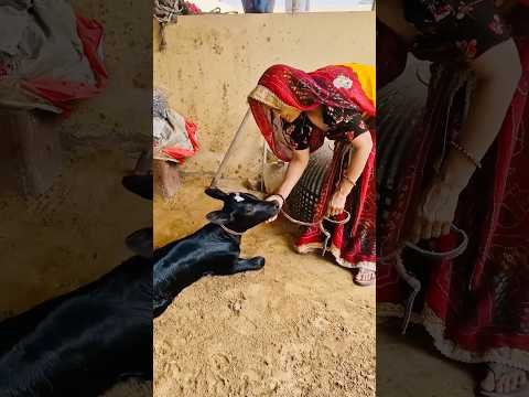 बाछी 🐮 #gaay #mata #gaumata #nirgun #bhajan #bhakti #viral #shorts #desi #village #jaatni #ganv #dj