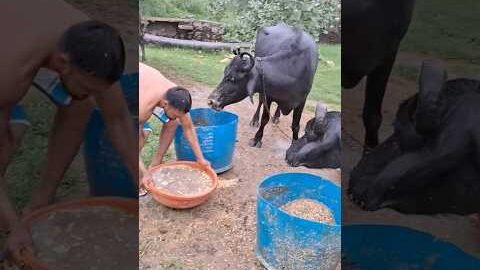 desi balek gama ke #video #virel #shortvideo #desi #ytshorts