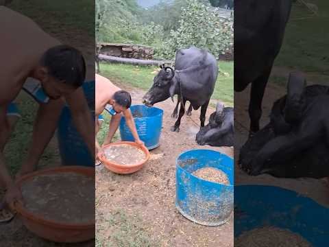 desi balek gama ke #video #virel #shortvideo #desi #ytshorts