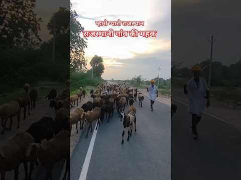 म्हारो प्यारो राजस्थान 😍 #marwadilife #rajasthan #desi #villagelife #gaon #marwadi #viral #shorts