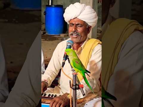 Bhajan Sandhya #rajasthani #desi #marwadi #song #shorts #yt #gav #dance #vlog #village #reels
