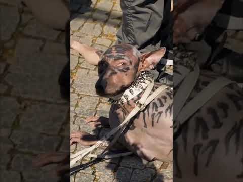 Man Become Dog Instagram Viral | 220 Crore Dog Costume Viral | Human To Dog Transformation Costume