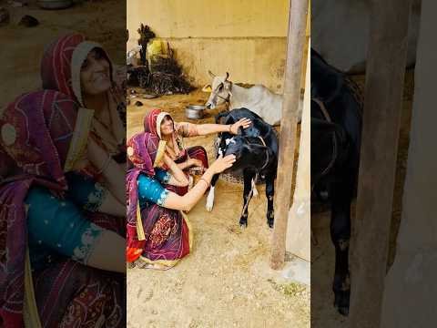 कानुड़ी ❤️ #village #desi #ganv #shorts #jaatni #trending #haryanvi #nirgun #bhajan #comedy #love