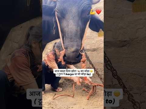 बदल दिया झोटा का जोड़ा #trending #viral #desi #youtubeshorts #shortvideo #bull #animals #love #short