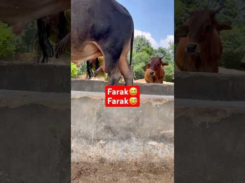 Roti nai bna pawat😅😅#shorts #feedshorts #shortsfeed #feed #desi #views #funny #comedyshorts