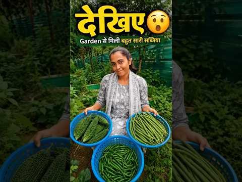 Karela, Barbati Aur Mirchi Harvest 😱 #shorts # #youtubeshorts #village #kitchengarden #desi #viral