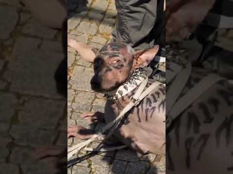 Man Become Dog Instagram Viral | 220 Crore Dog Costume Viral | Human To Dog Transformation Costume