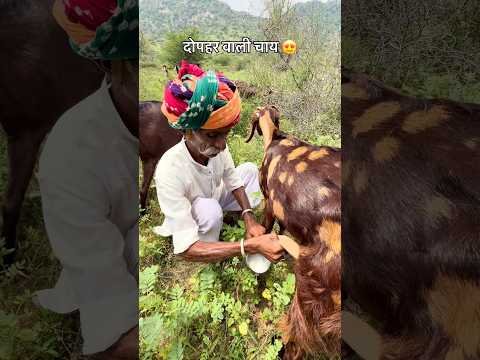 देसी चाय 😍 #desi #villagelife #rajasthani #culture #marwadi #viralvideo
