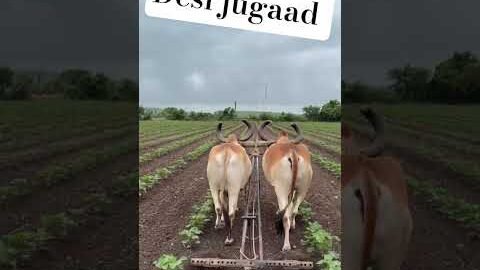 Amazing Desi Jugaad by Farming #Desi #Jugaad #Jugad #Farming #Kheti #Khetibadi #Agriculture #ox