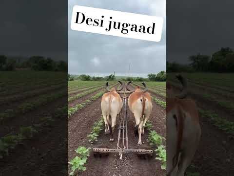 Amazing Desi Jugaad by Farming #Desi #Jugaad #Jugad #Farming #Kheti #Khetibadi #Agriculture #ox