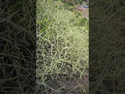 हे झाड नेमकं कोणतं? 🤔🌳 तुम्हाला माहिती आहे का? #shorts #viral #trending #youtubeshorts #shortvideo