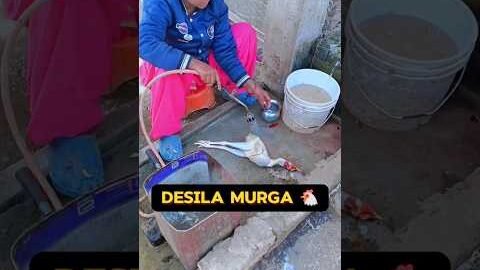 Desi Murga π | Day 59/90 | #minivlog #murga #shorts