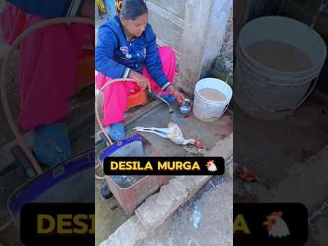 Desi Murga 🐔 | Day 59/90 | #minivlog #murga #shorts