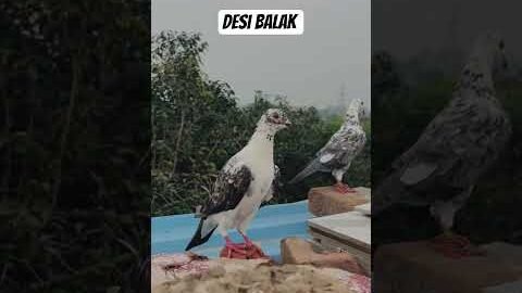 Desi balak π± #desi #viral # #kabootar