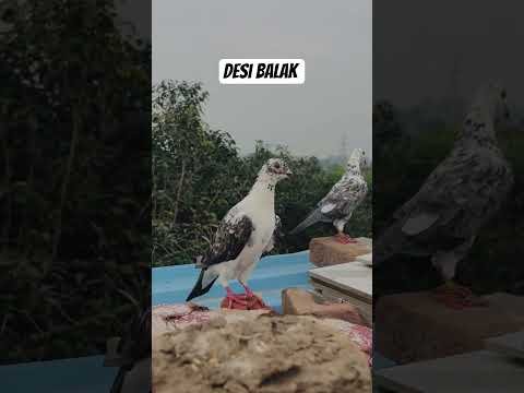 Desi balak 🔱 #desi #viral # #kabootar
