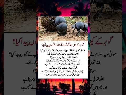 Beautiful Islamic status Islamic status on Muslim, 4k Islamic status  #Islam #allah #ytshort #shorts