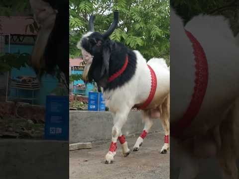 Qurbani Ka Bakra – Our Favourite Mirza ✨❤ – #bakra #biggoats #viral #share #farm  #bakraeid2024
