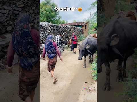 देवमाली गांव 😍#rajasthan #culture #villagelife #desi #gav #sukoon #shorts #food