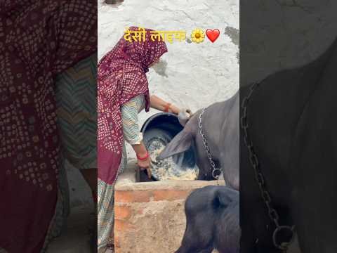 #villagelife#village#shorts#reels#farming#desi#maa#beti#relatable#farmer#farm#haryanvi#desi#songs#yt
